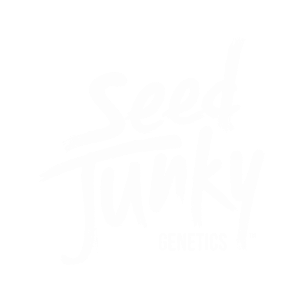 cannabis seeds